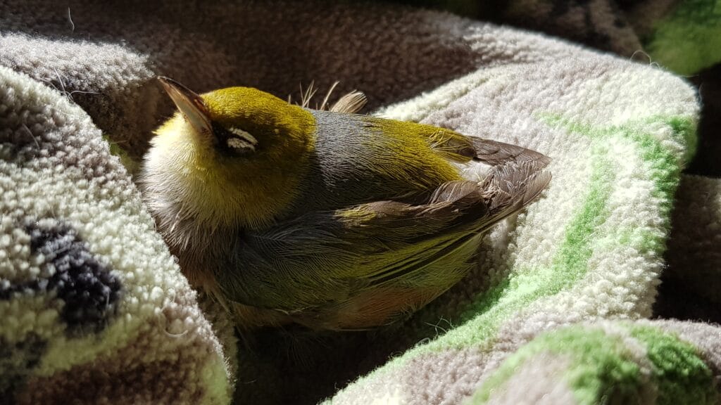 A greenish little bird with eyes closed sitting on a green camo jumper