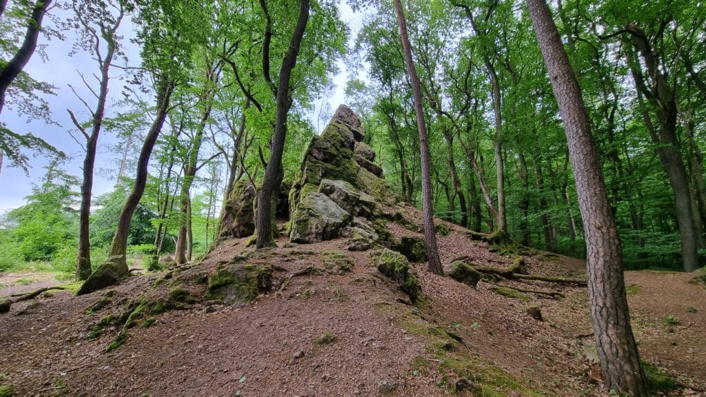 A pointy rock surrounded by trees and forest growing out in the middle of rather gentle sloped forest floor