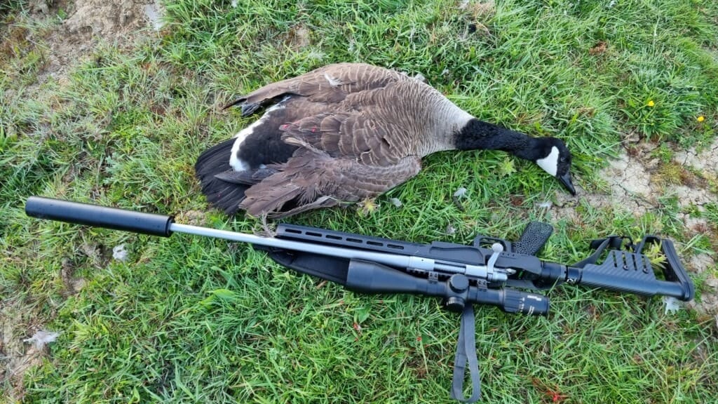 A canada goose on the grass with a rifle in front of it