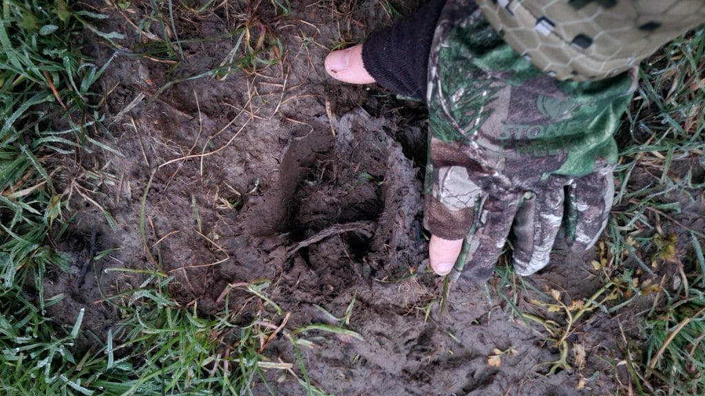 Deer track in mud with hand next to it form size