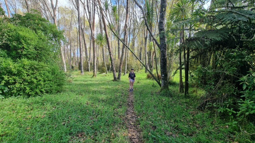 Open Forest floor with low grass and birch trees