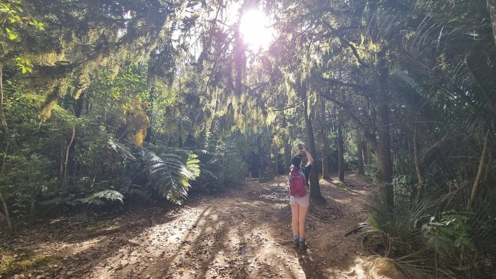Wide unformed tracks through bush-like forest